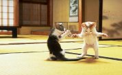 Karate Chat